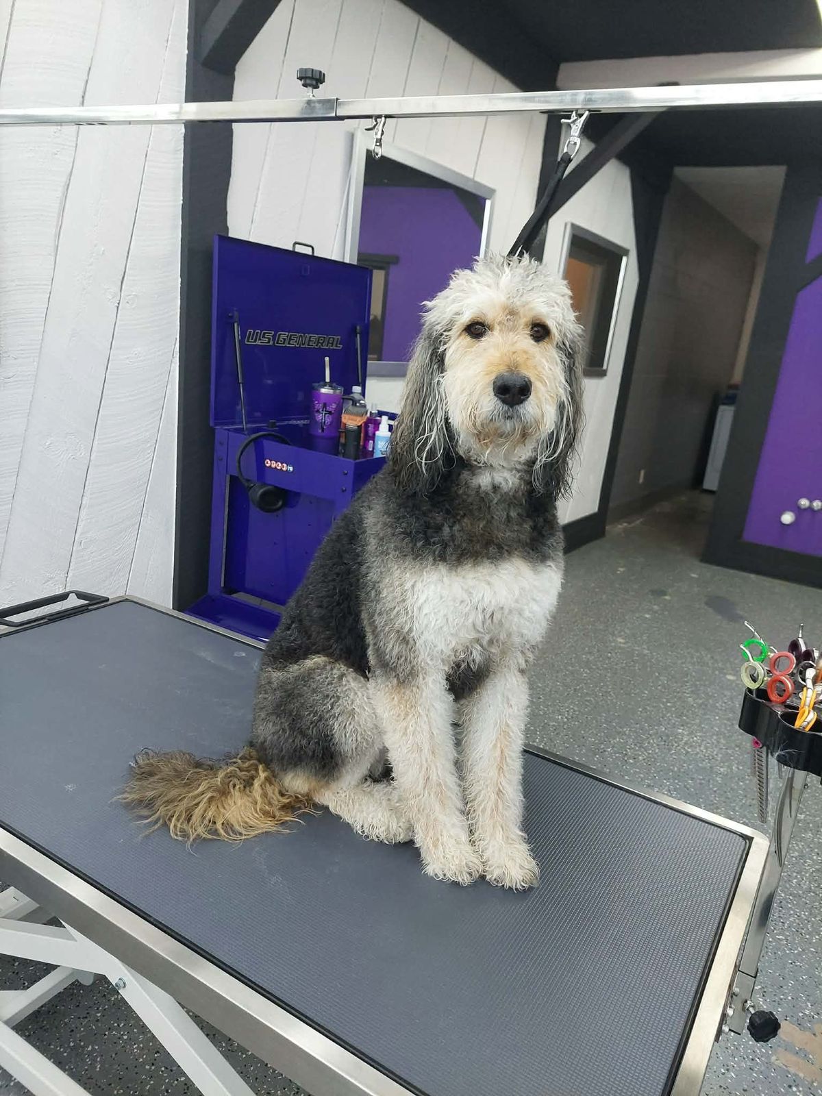 Royal Paws Grooming | #1 Dog Grooming Salon in Colorado Springs, CO